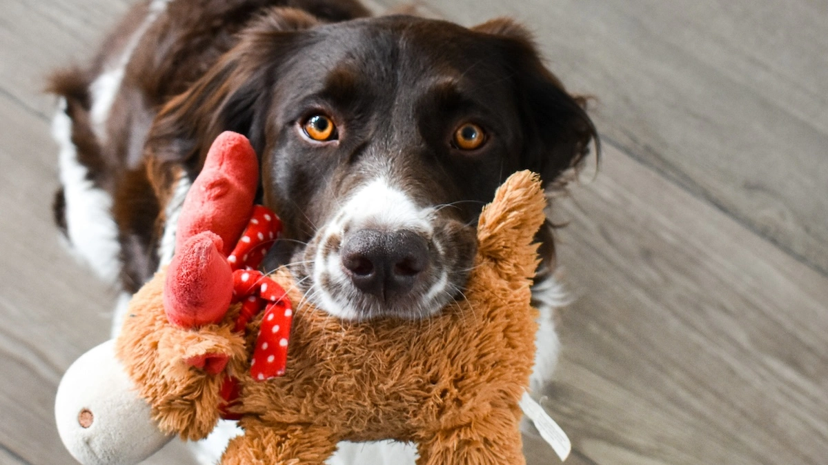 Essential equipment for new dog owners: the complete kit list