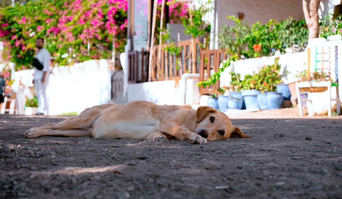 This week in Bristol dog news: heatwave warnings, new dog laws and DogFest confirmed