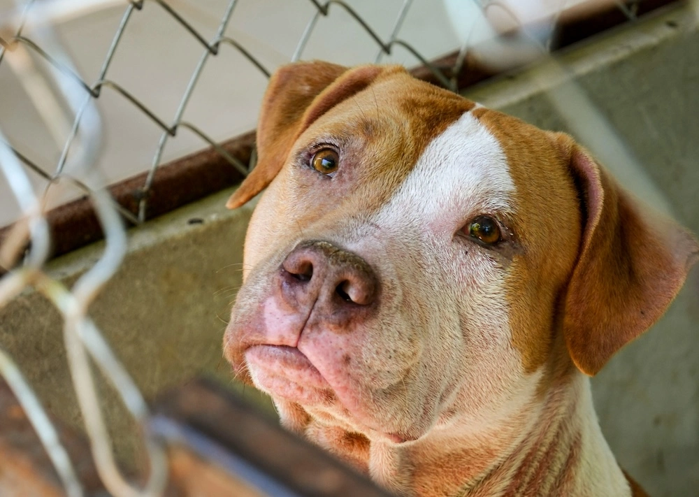 Where to adopt a dog in Bristol: your complete guide to rescue centres