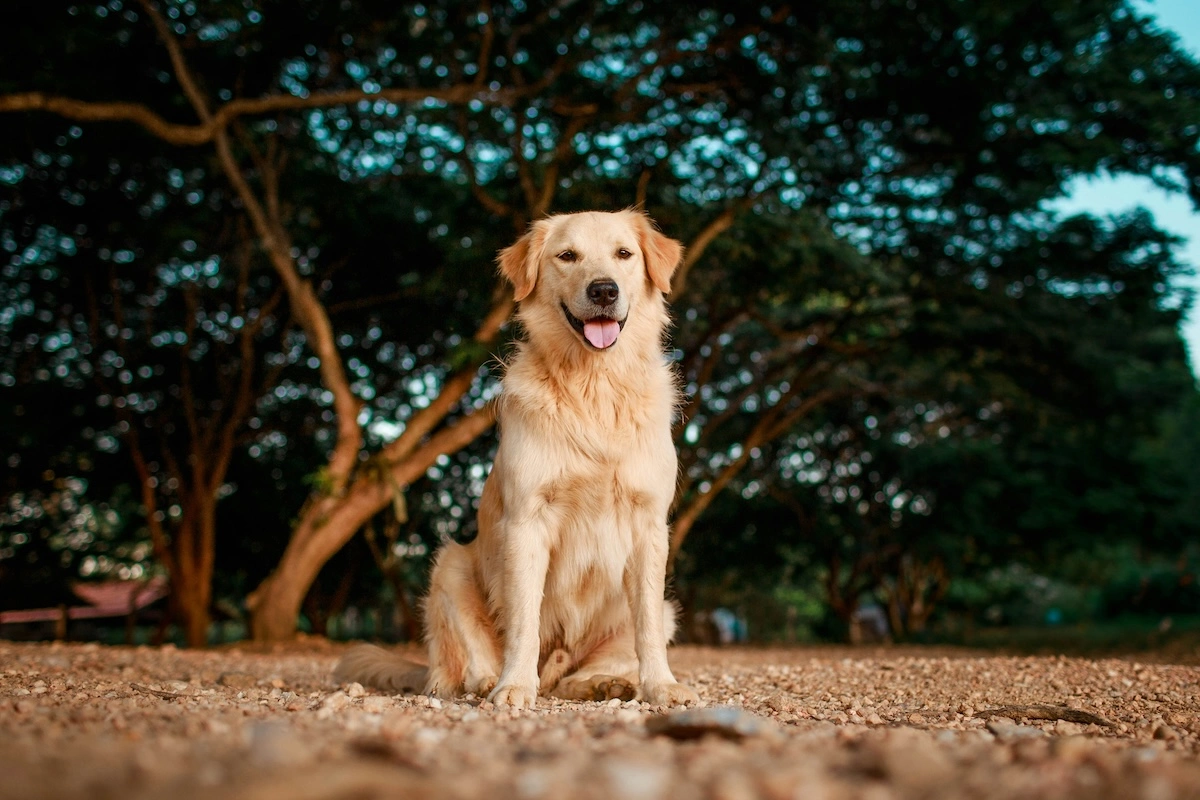 Why sit is the most useful thing you'll ever teach your dog