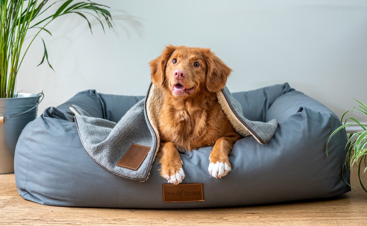 Positive reinforcement dog training: what I've learned and why it works better than punishment