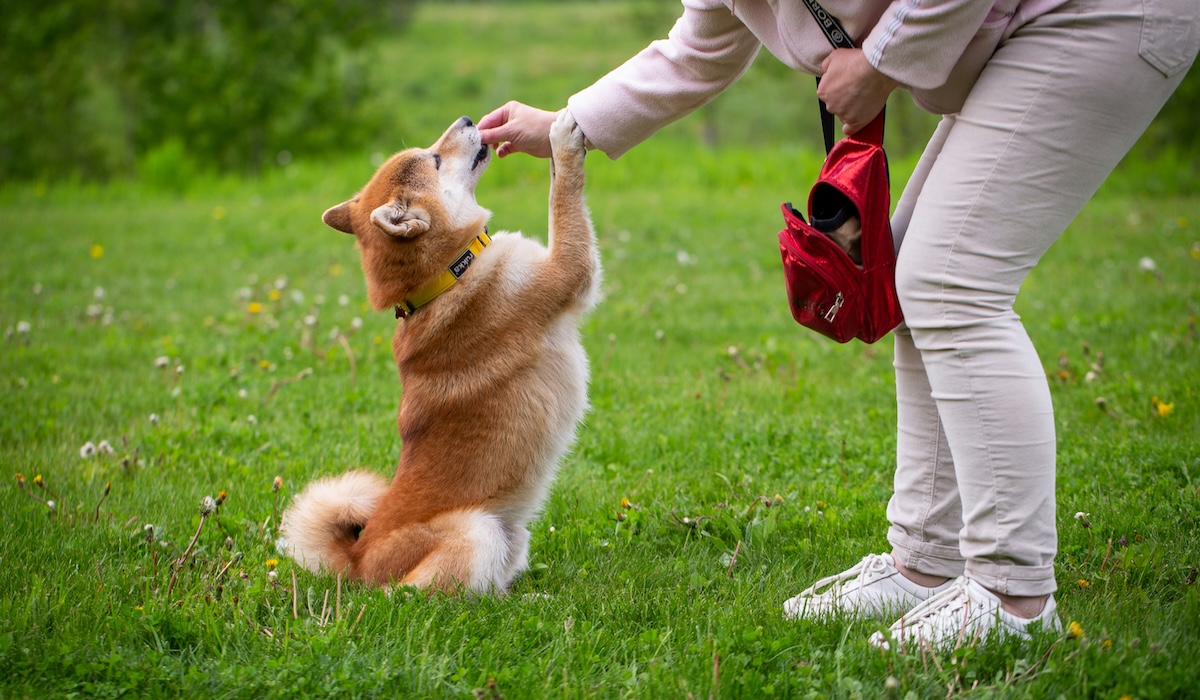 A Shiba Inu sitting up on its back legs to give a paw to its owner during a training session on the grass